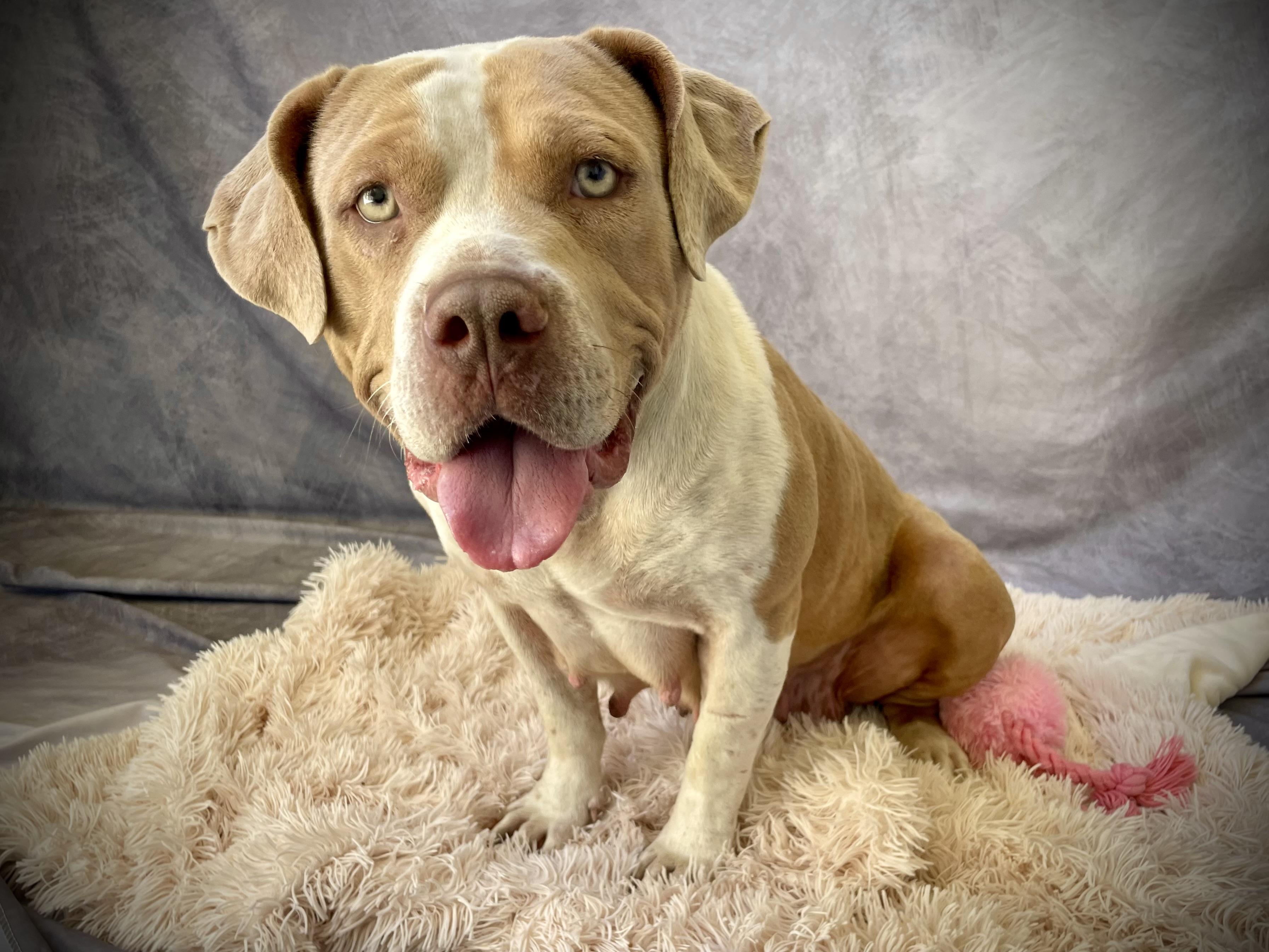 Enlarge Kenia, a Adoptable mixed breed in Salinas, CA image 2/6