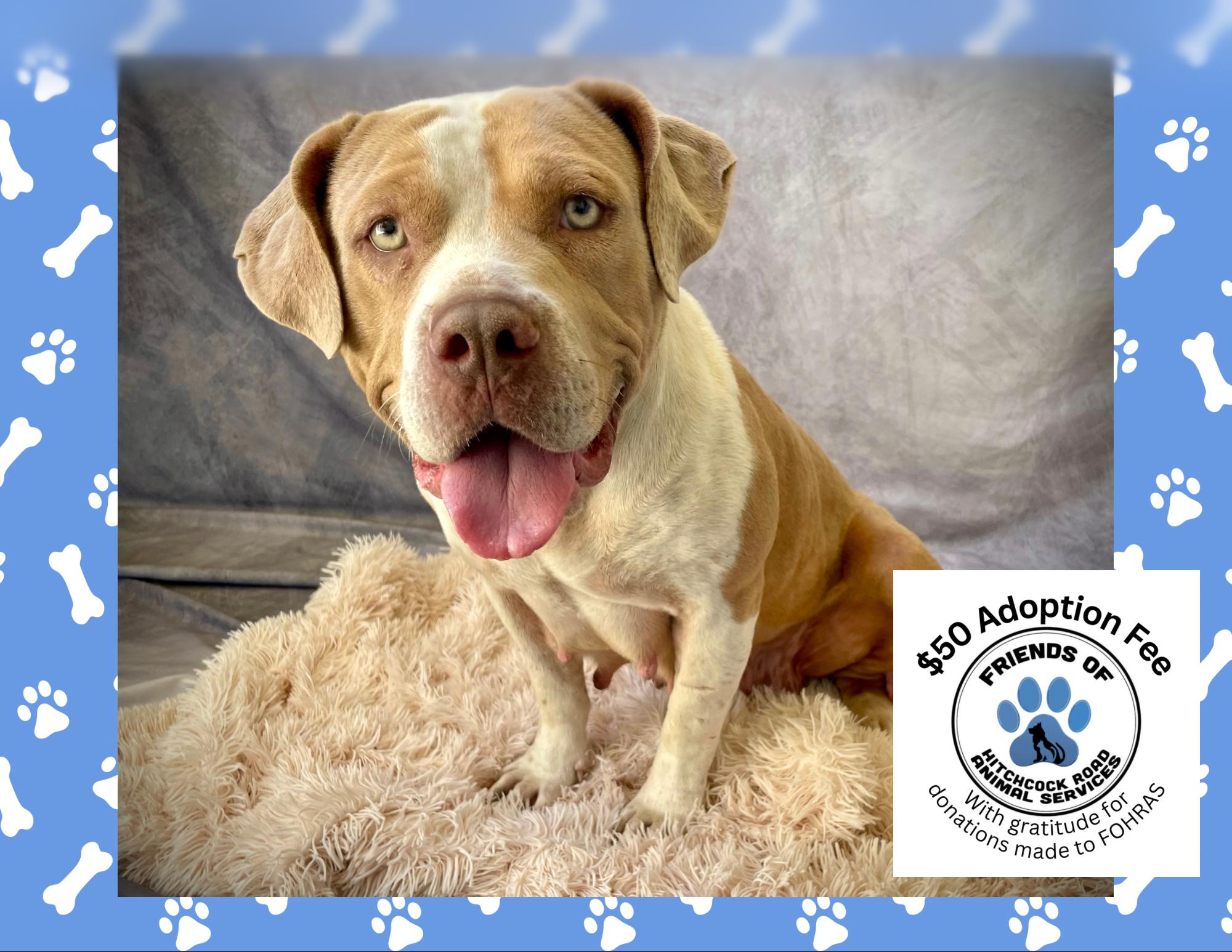 Kenia, Adoptable, Adult Female American Bulldog.