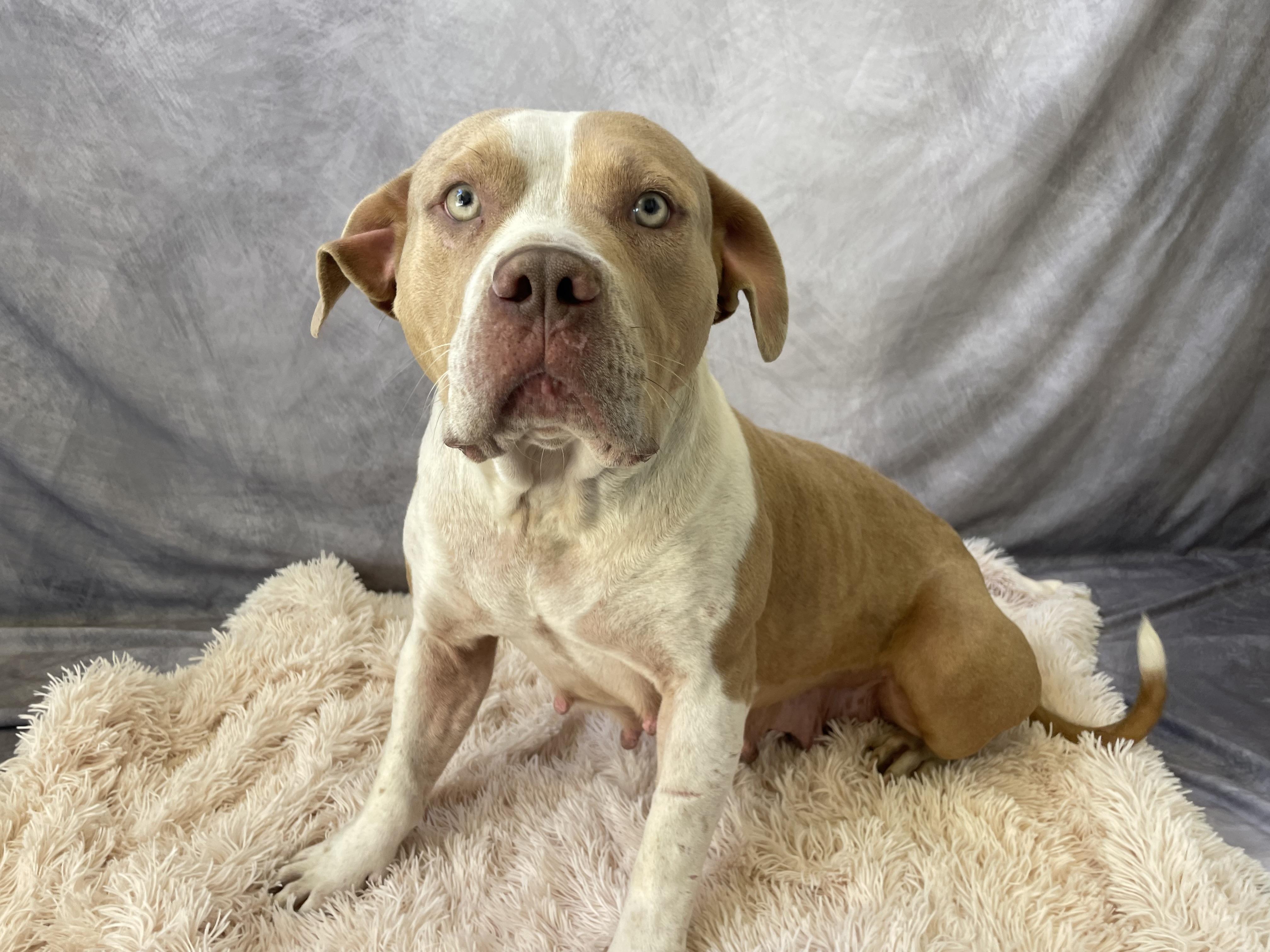 Enlarge Kenia, a Adoptable mixed breed in Salinas, CA image 5/6