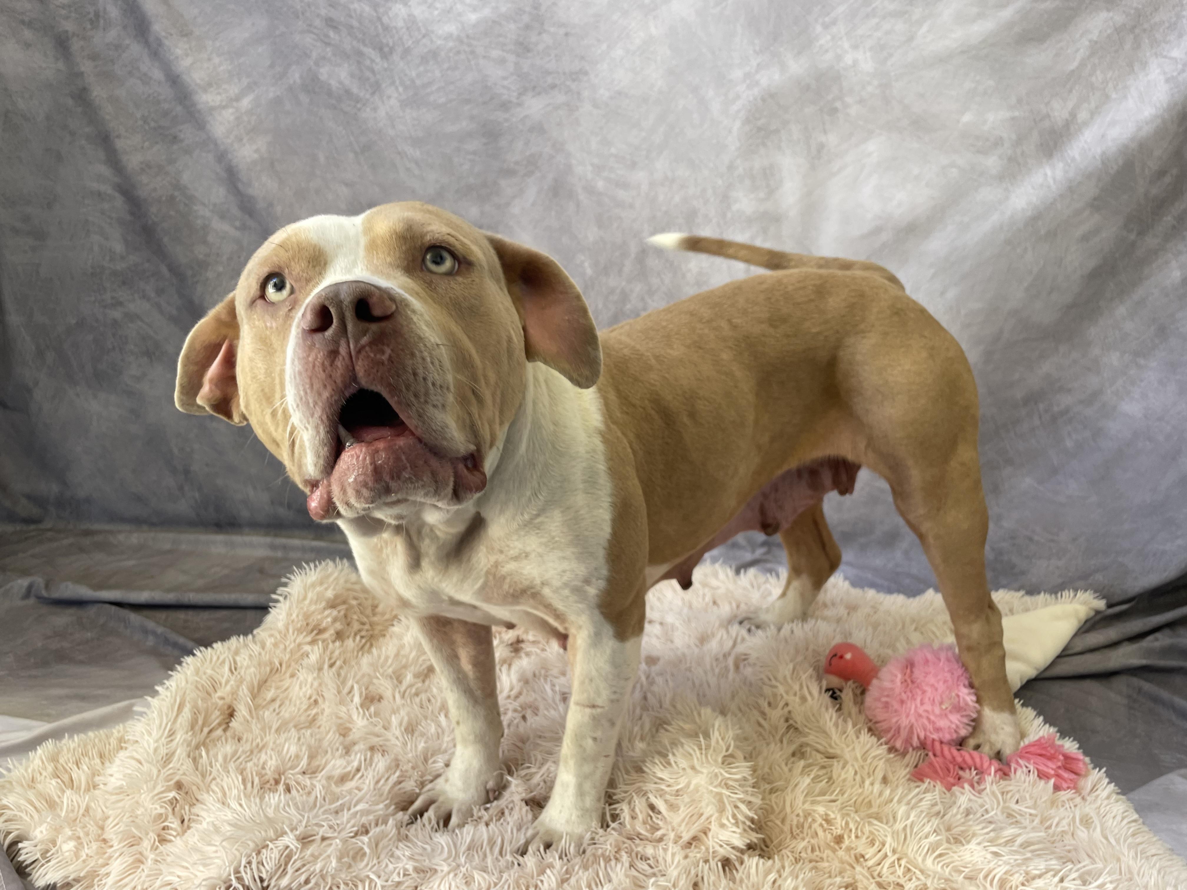 Enlarge Kenia, a Adoptable mixed breed in Salinas, CA image 4/6