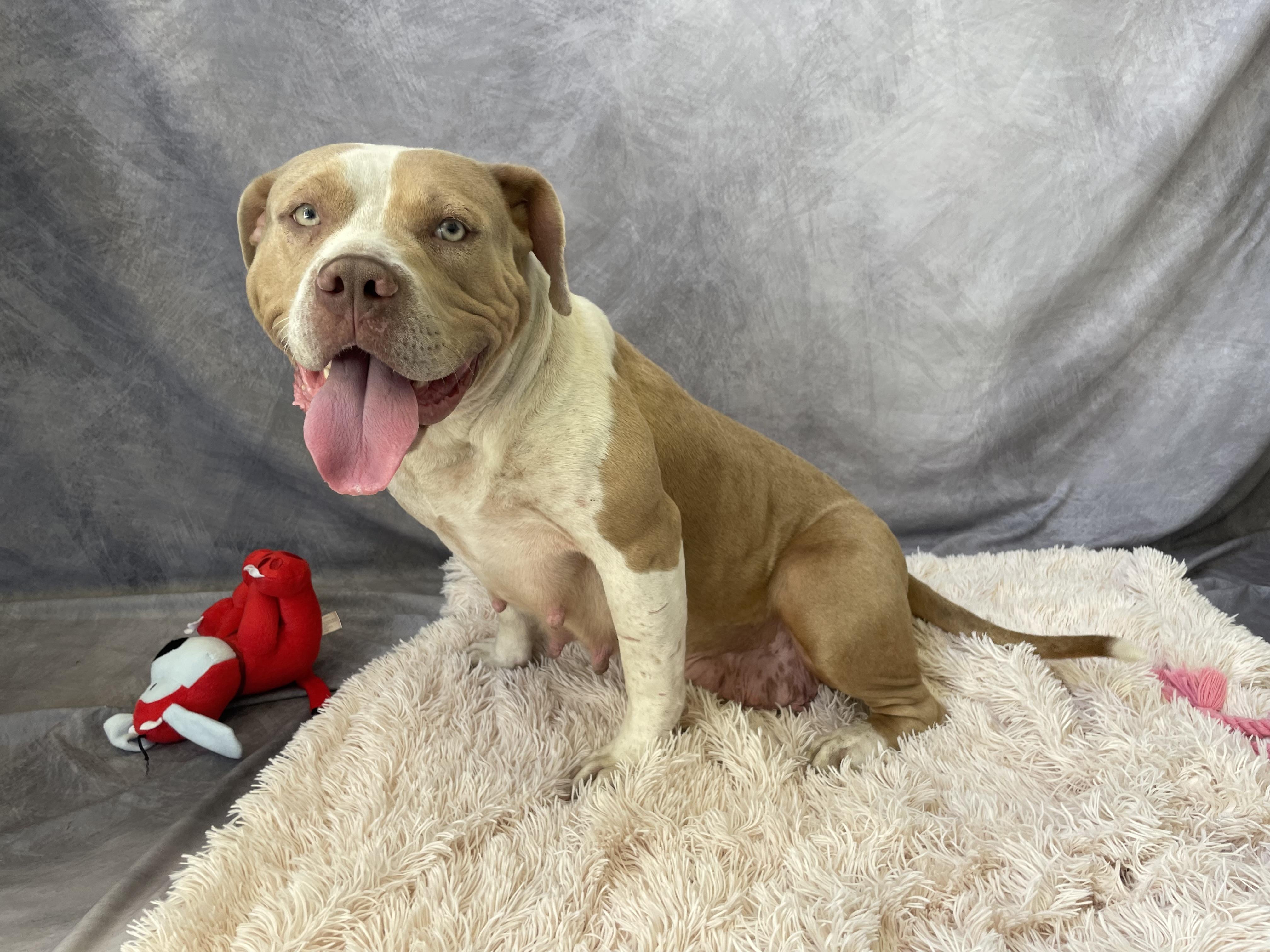 Enlarge Kenia, a Adoptable mixed breed in Salinas, CA image 3/6