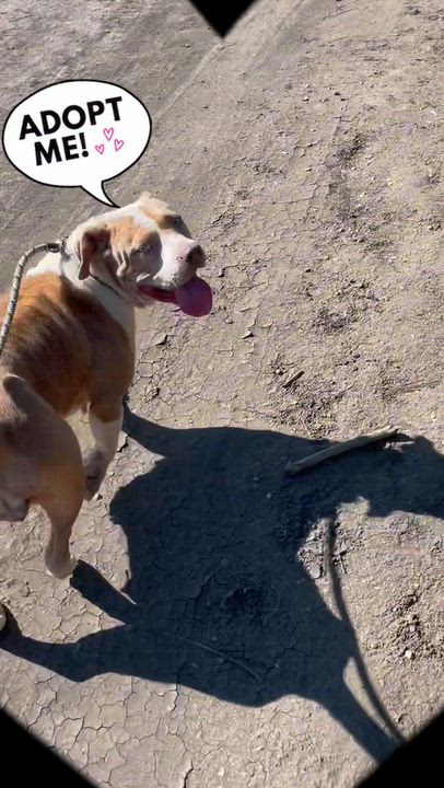 Enlarge Kenia, a Adoptable mixed breed in Salinas, CA video 6/6