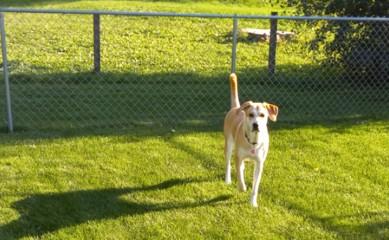 Enlarge Penny (Foster or Foster-To-Adopt Needed), a ADOPTABLE mixed breed in Indianapolis, IN image 6/6