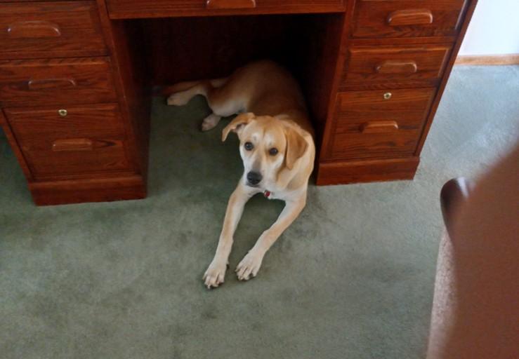 Enlarge Penny (Foster or Foster-To-Adopt Needed), a ADOPTABLE mixed breed in Indianapolis, IN image 3/6