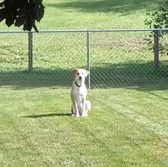 Enlarge Penny (Foster or Foster-To-Adopt Needed), a ADOPTABLE mixed breed in Indianapolis, IN image 5/6