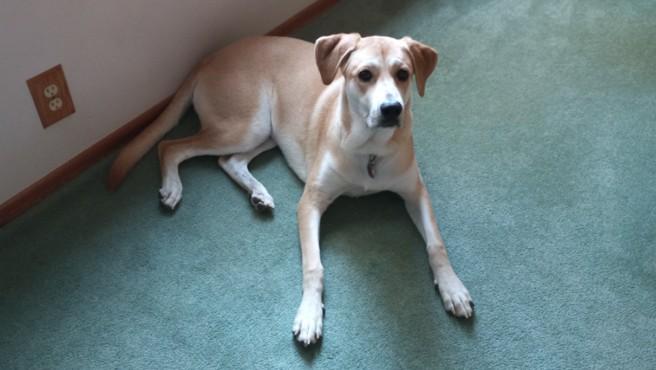 Enlarge Penny (Foster or Foster-To-Adopt Needed), a ADOPTABLE mixed breed in Indianapolis, IN image 2/6