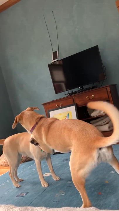 Enlarge Penny, a ADOPTABLE mixed breed in Indianapolis, IN video 6/6