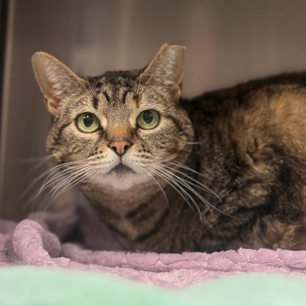 Enlarge Kitty Witty, a Adoptable Domestic Short Hair in York, PA image 1/3