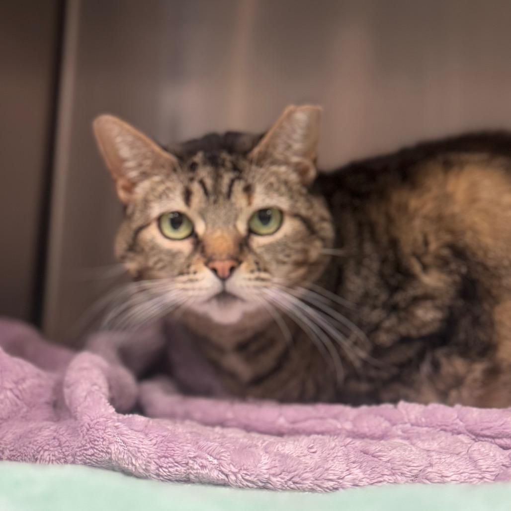 Enlarge Kitty Witty, a Adoptable Domestic Short Hair in York, PA image 2/3