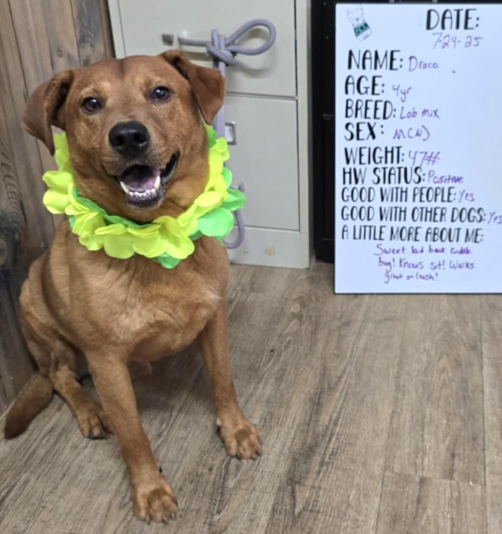 Draco, Adoptable, Adult Male Yellow Labrador Retriever.