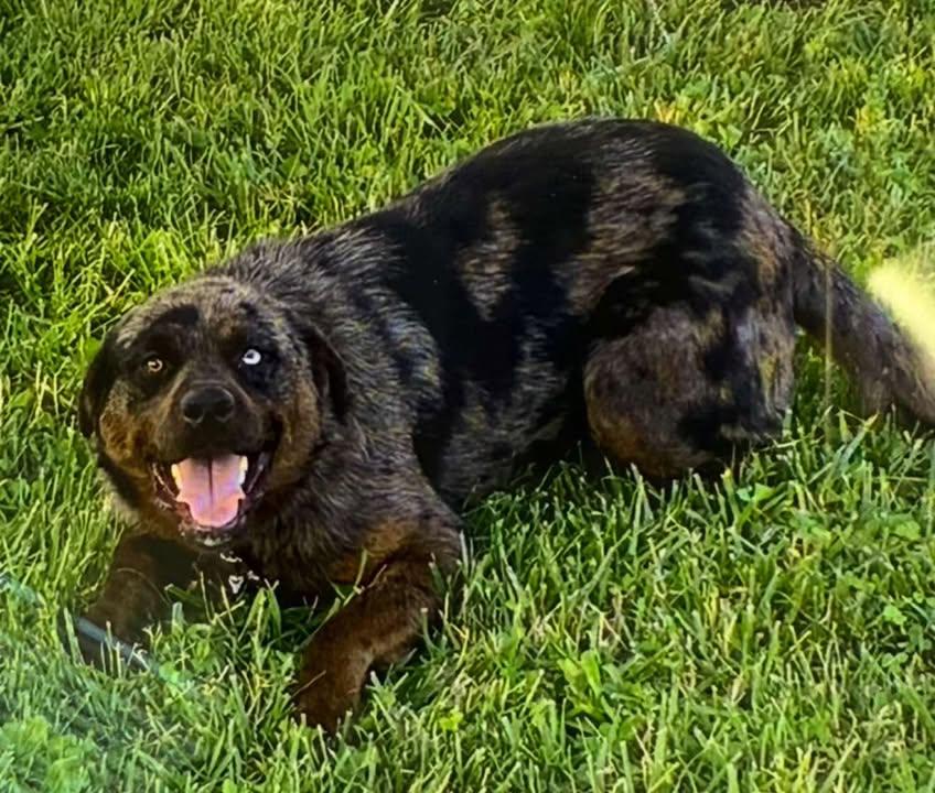 Blue, Adoptable, Young Male Catahoula Leopard Dog.