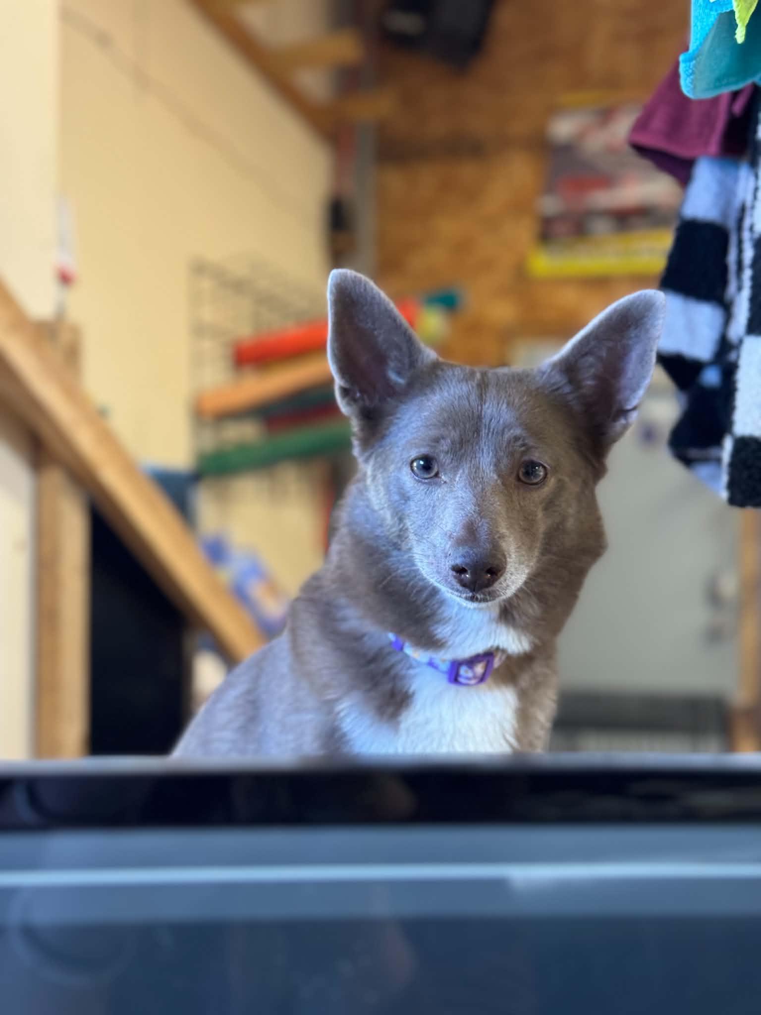 Enlarge Pepper, a Adoptable mixed breed in Byron, IL image 4/6