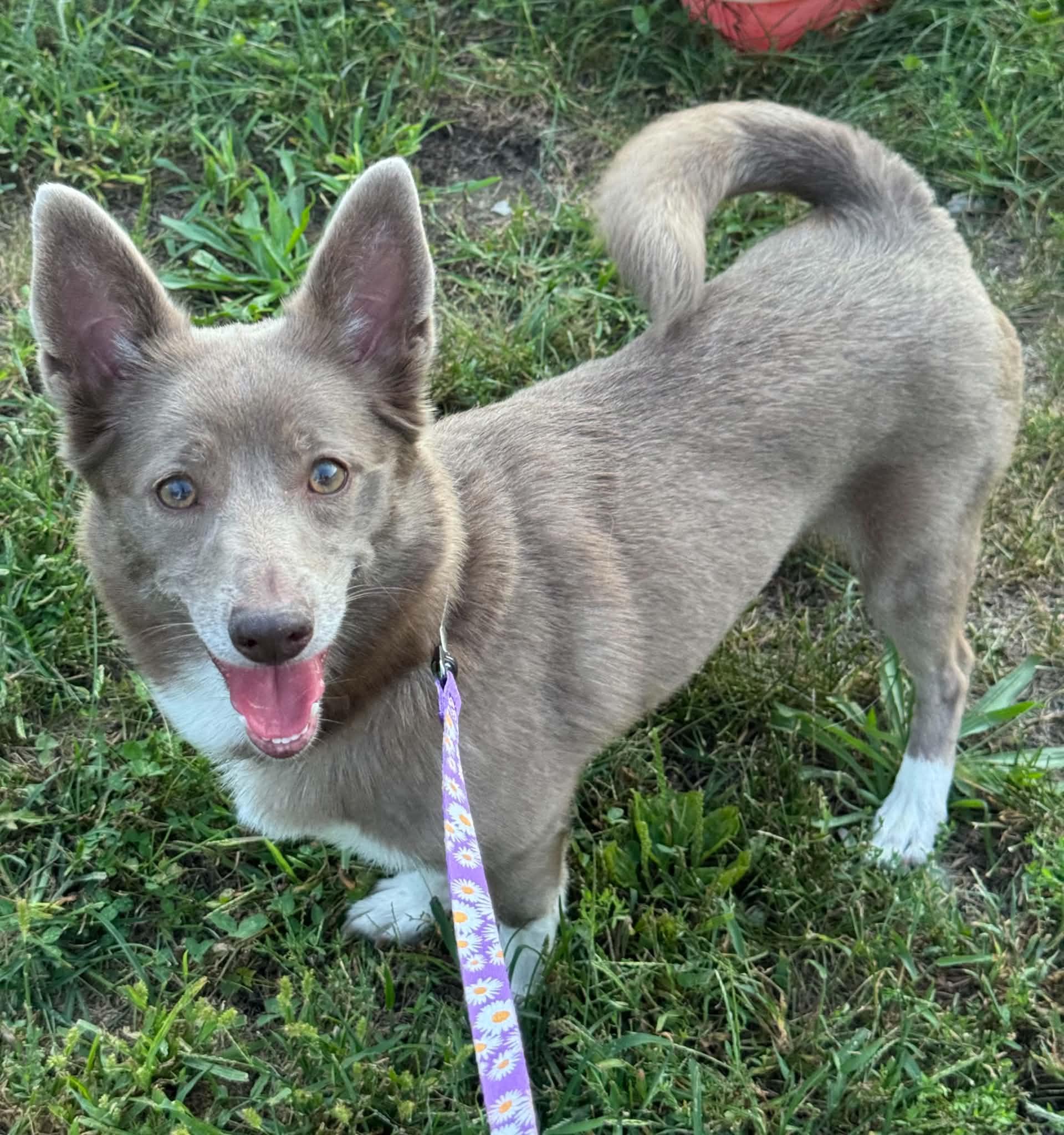 Enlarge Pepper, a Adoptable mixed breed in Byron, IL image 2/6