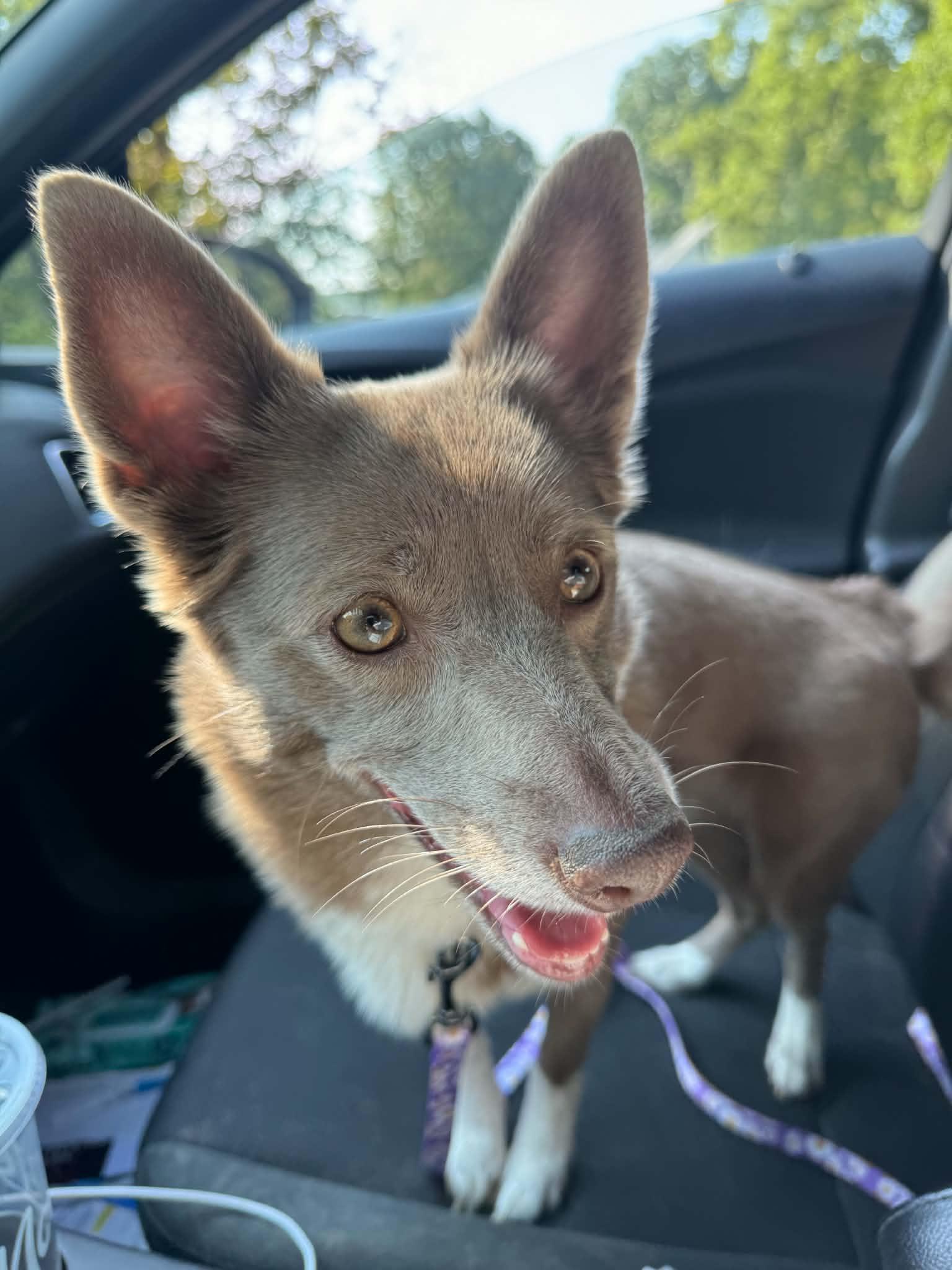Pepper, Adoptable, Adult Female Corgi.