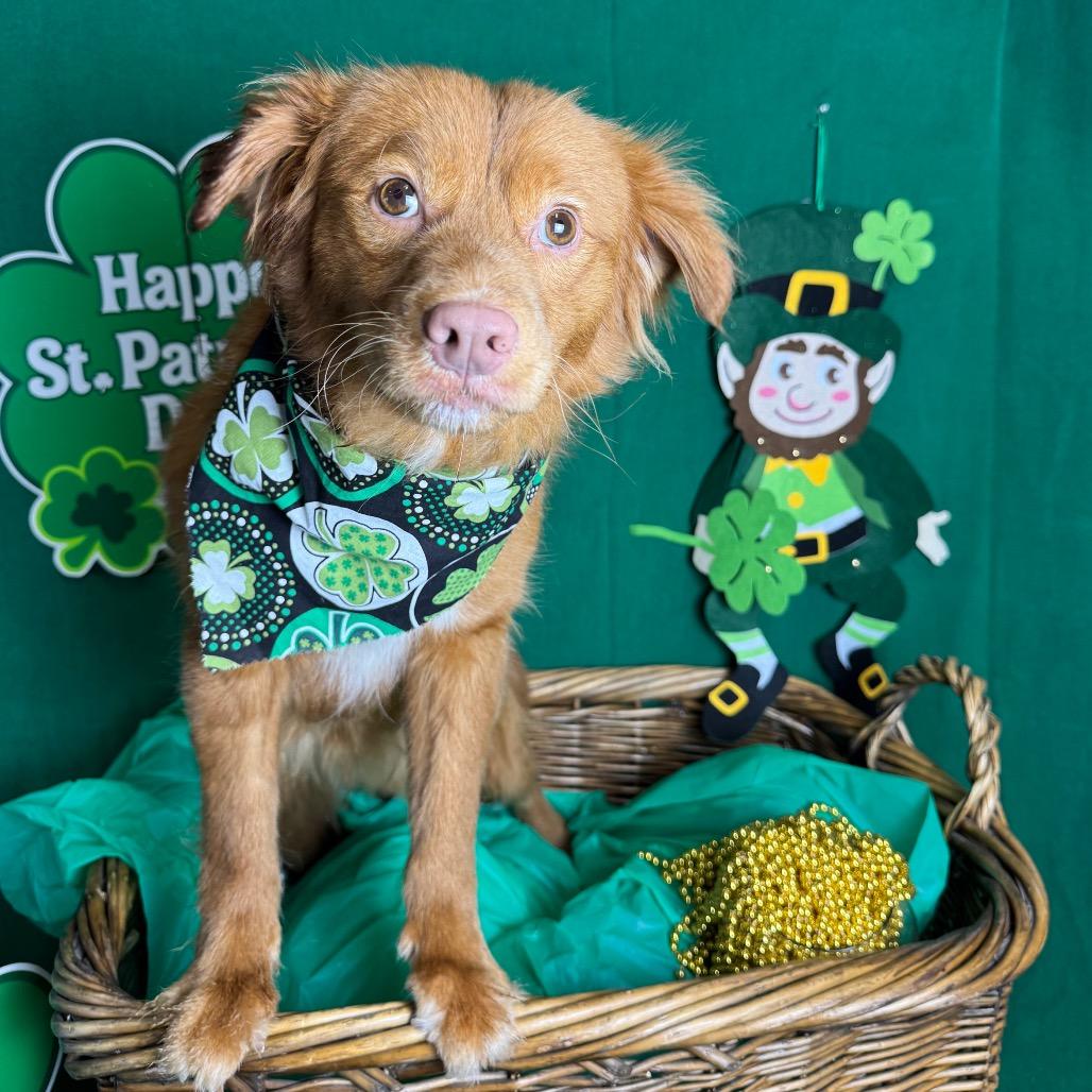 Patrick — thumbnail 3