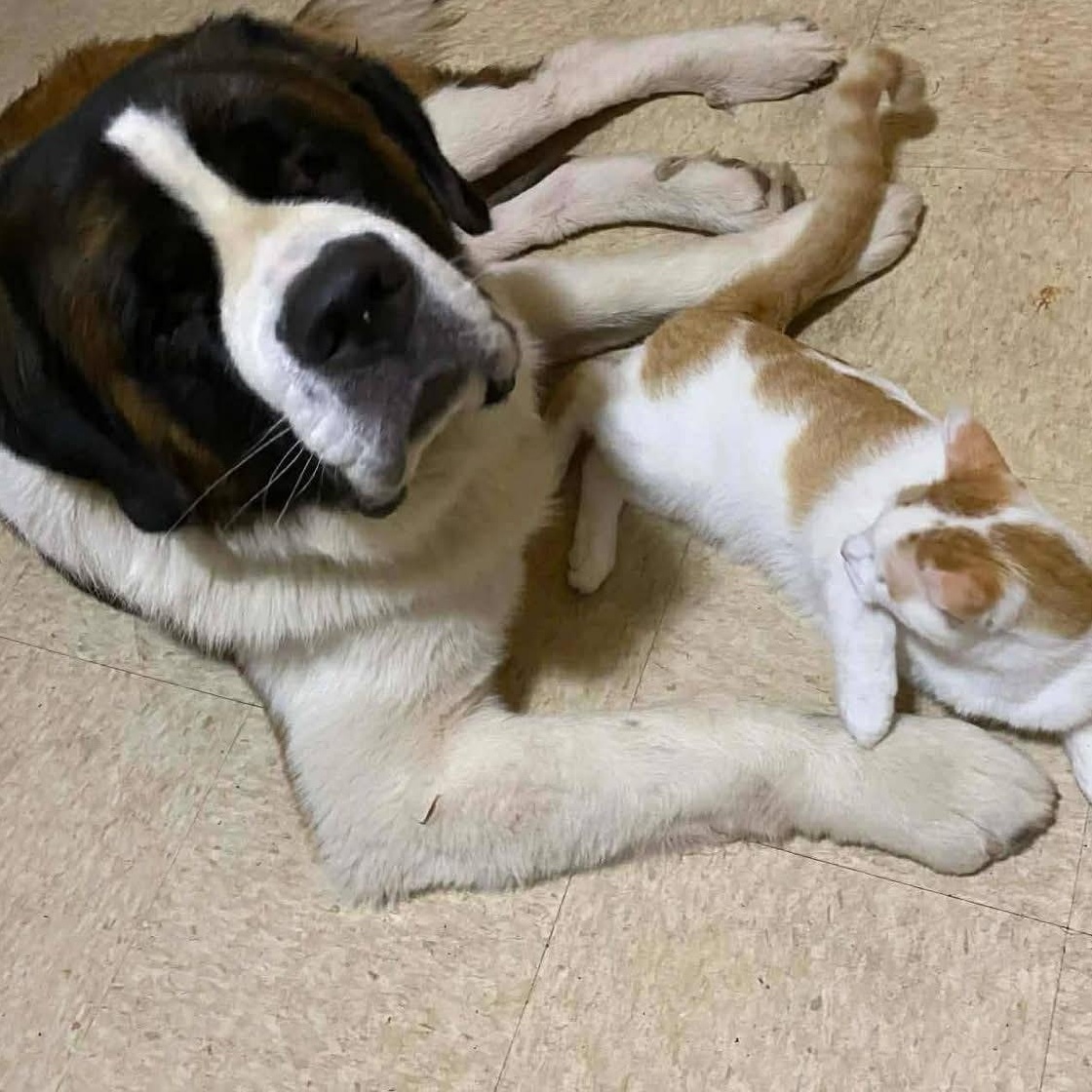 Enlarge Hagrid, an adopted Saint Bernard in Magnolia, TX image 1/1