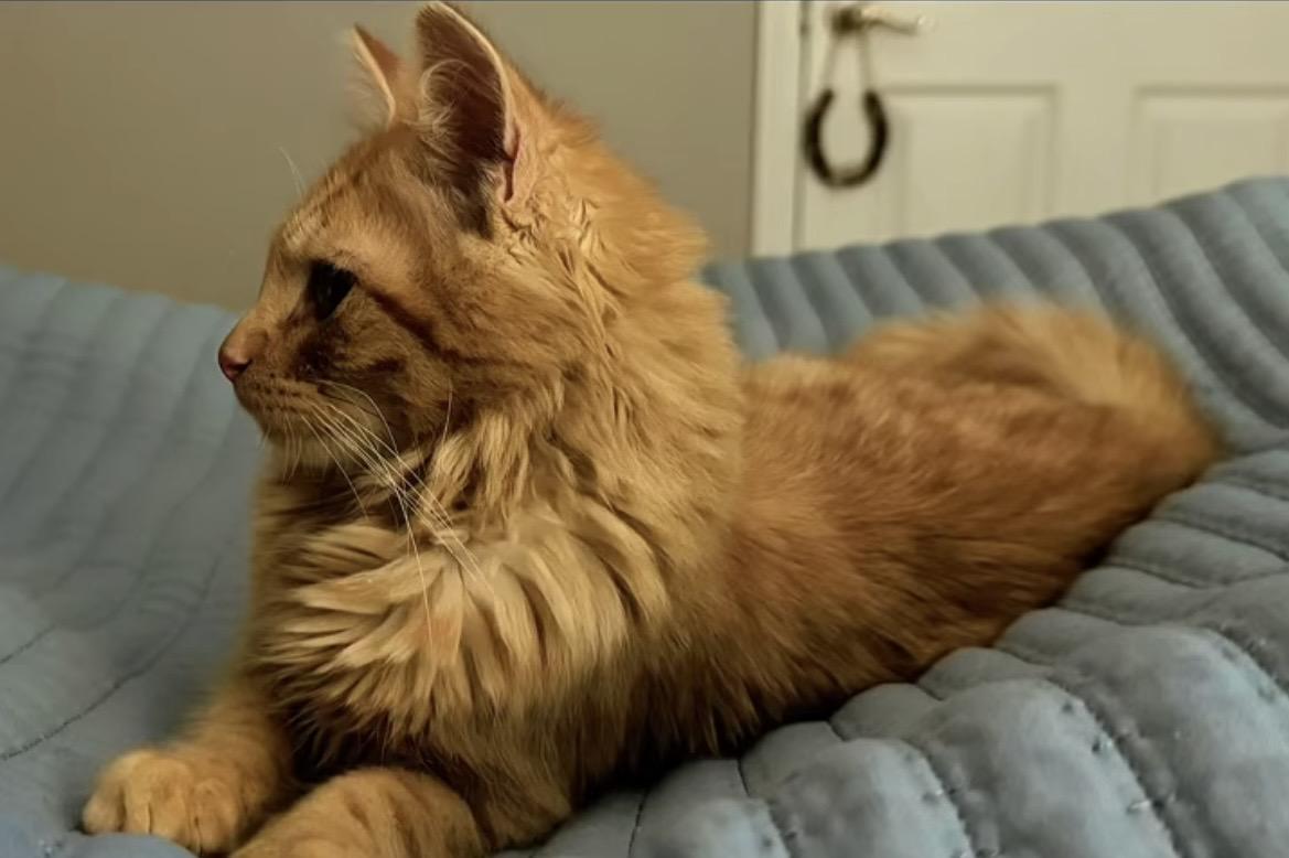 Enlarge Cheddar , an adopted Domestic Long Hair in Newborn, GA image 3/4