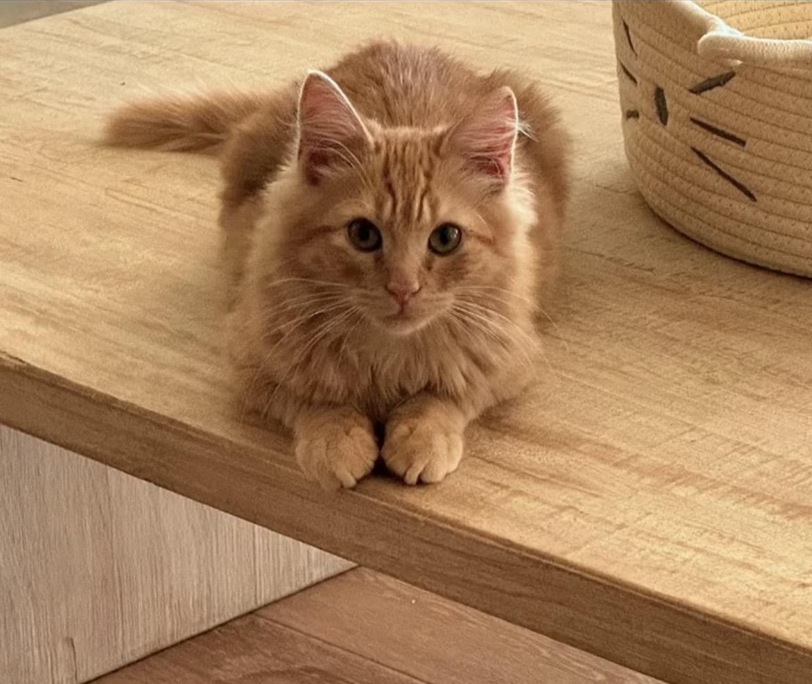 Cheddar , adopted, Young Male Domestic Long Hair.