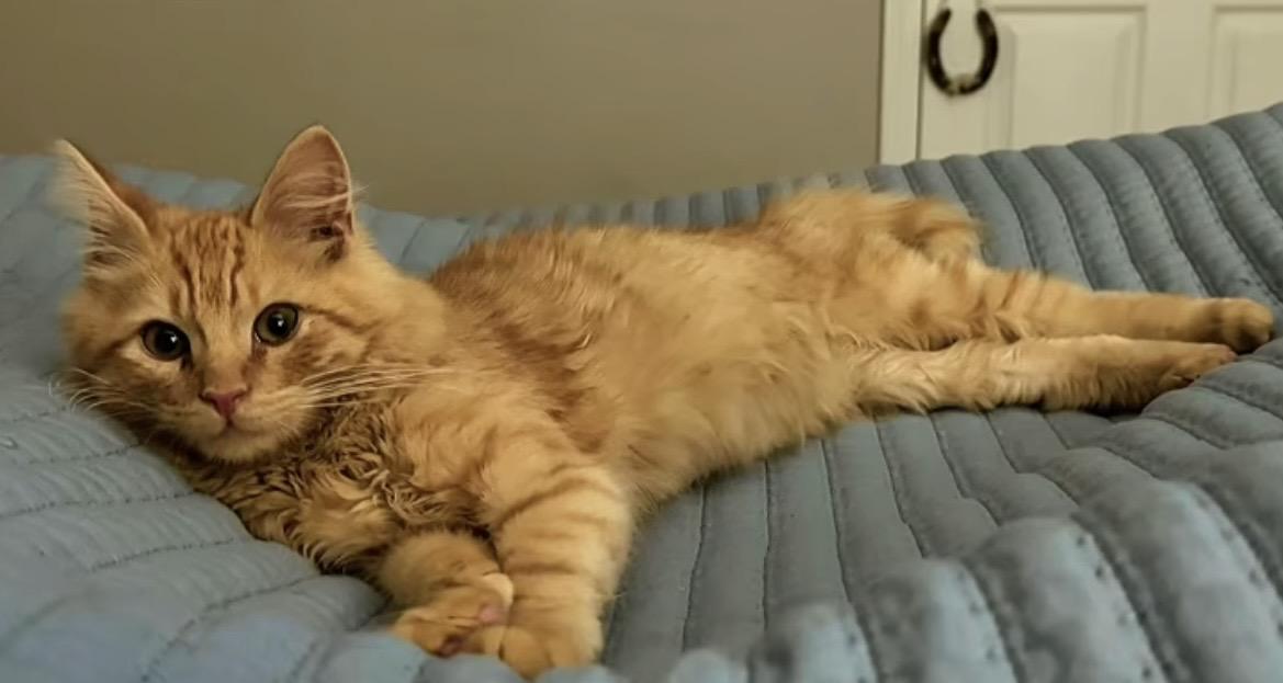 Enlarge Cheddar , an adopted Domestic Long Hair in Newborn, GA image 2/4