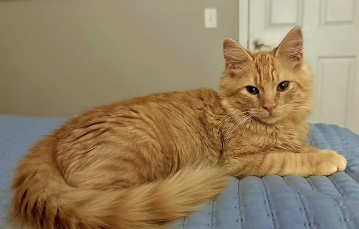 Enlarge Cheddar , an adopted Domestic Long Hair in Newborn, GA image 4/4