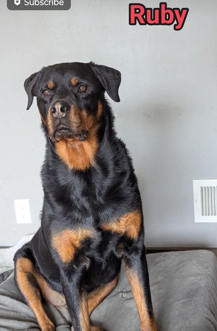 Enlarge Ruby, a Adoptable Rottweiler in Omaha, NE image 5/5