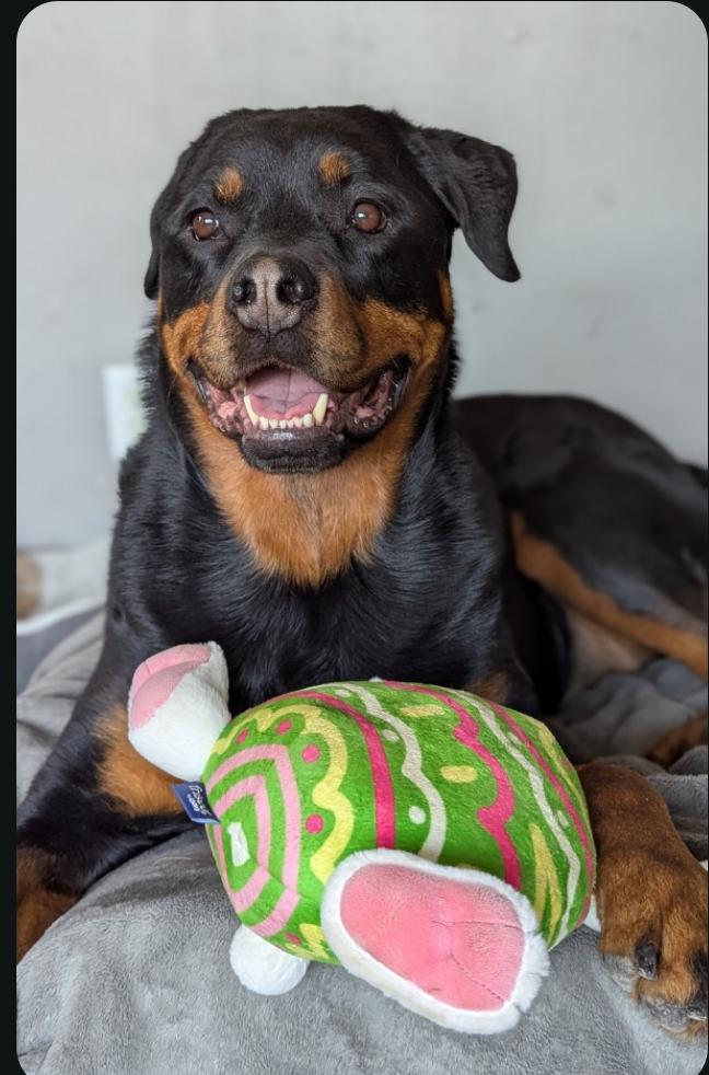Enlarge Ruby, a Adoptable Rottweiler in Omaha, NE image 1/5
