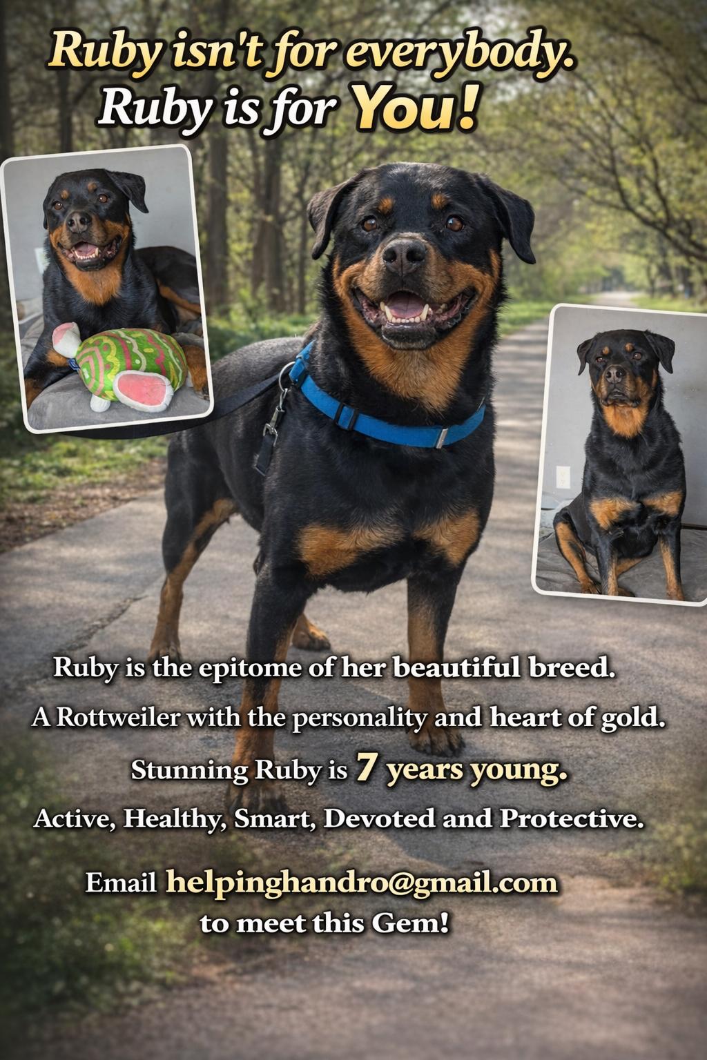 Enlarge Ruby, a Adoptable Rottweiler in Omaha, NE image 2/5