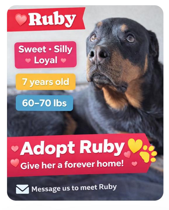 Enlarge Ruby, a Adoptable Rottweiler in Omaha, NE image 5/5