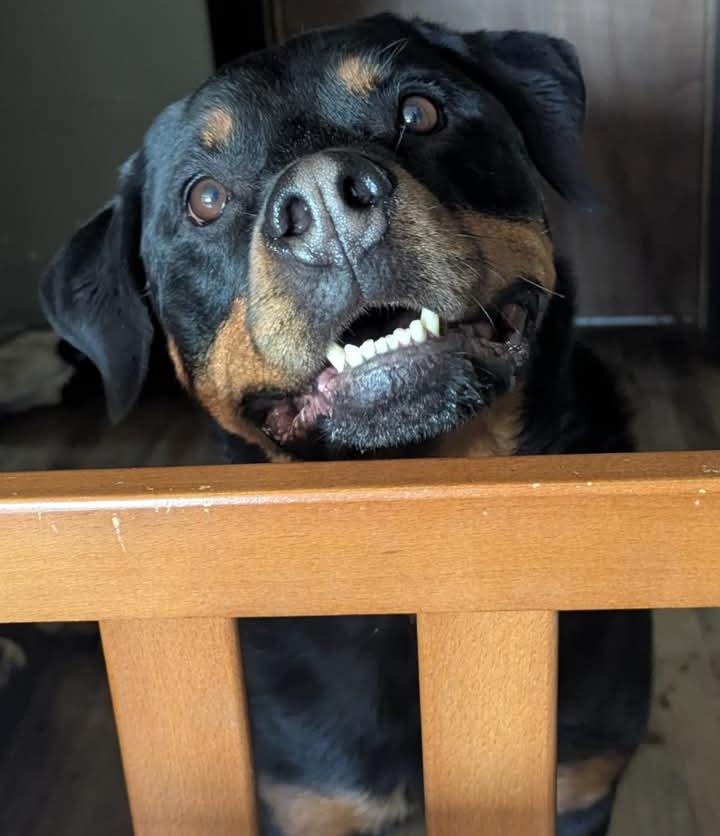 Ruby, Adoptable, Adult Female Rottweiler.