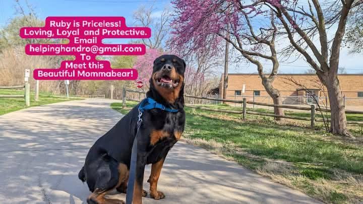 Ruby, a Adoptable Rottweiler in Omaha, NE image 2/5