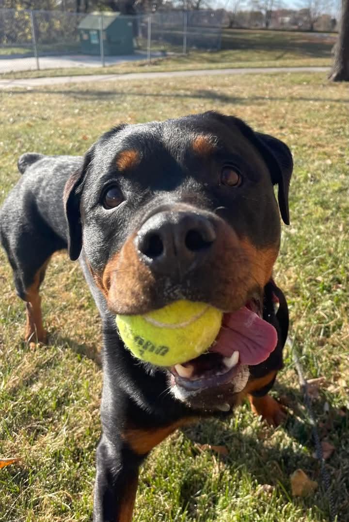 Ruby, a Adoptable Rottweiler in Omaha, NE image 5/5