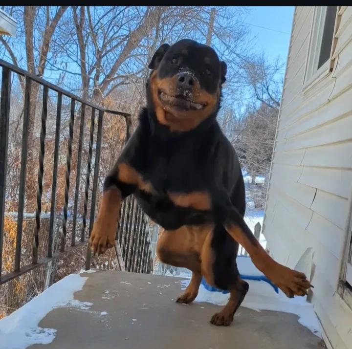 Ruby, a Adoptable Rottweiler in Omaha, NE image 4/5