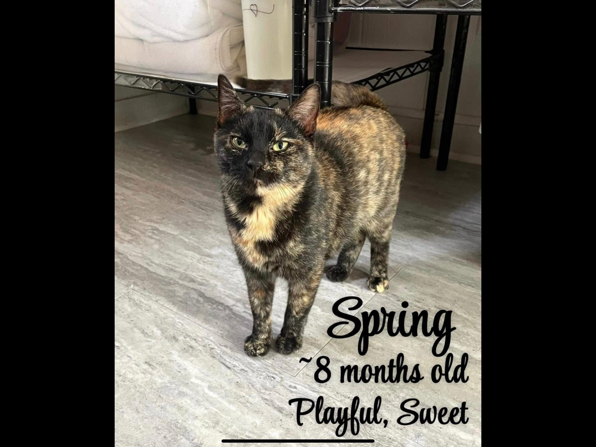 Enlarge Spring, a ADOPTABLE Domestic Short Hair in Dover, TN image 1/1