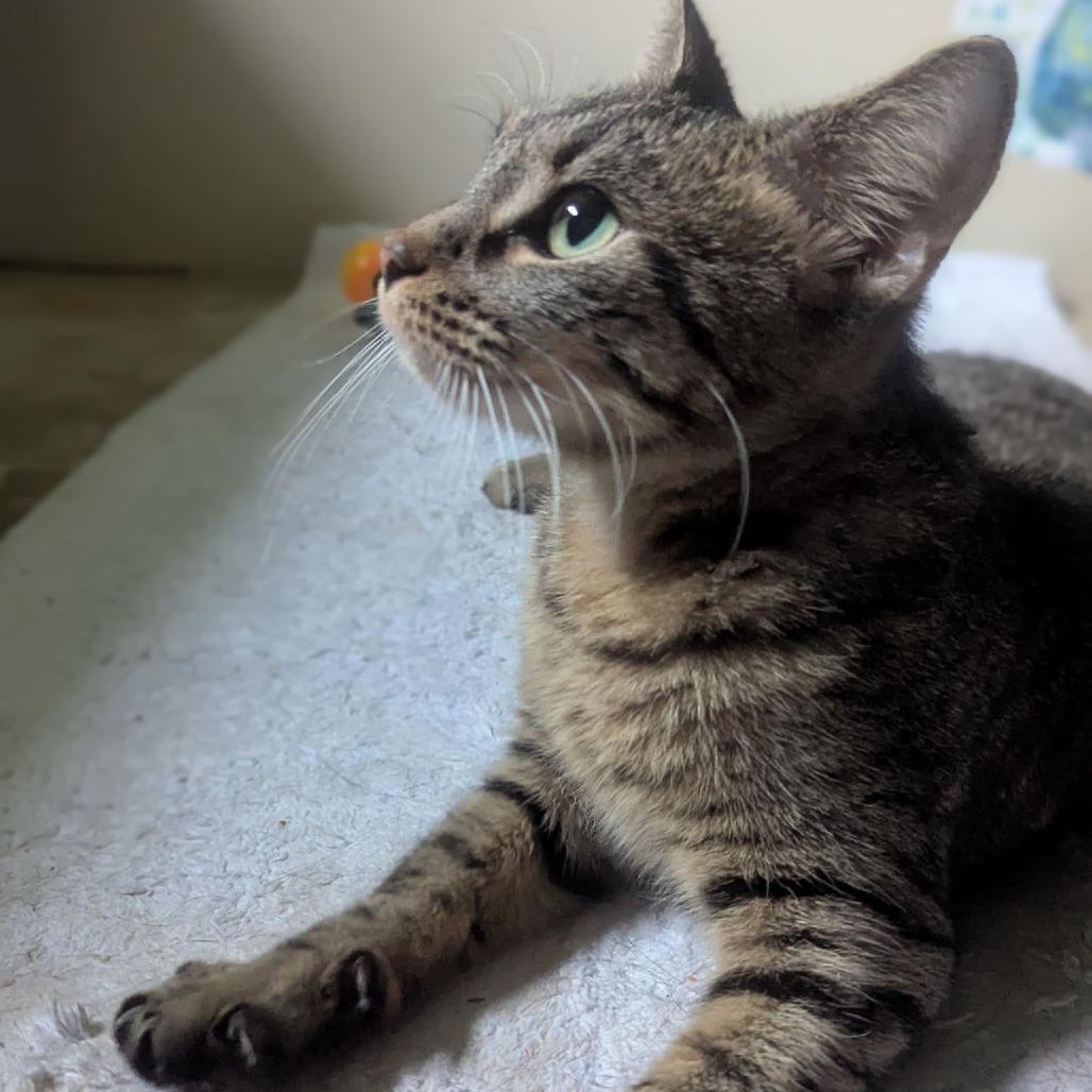 Robin, Adoptable, Young Female Domestic Short Hair.