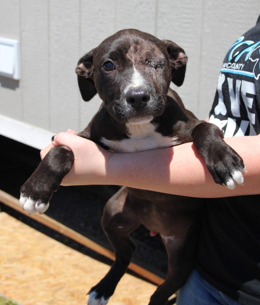 Fendi, Adoptable, Puppy Female Pit Bull Terrier & Mixed Breed.