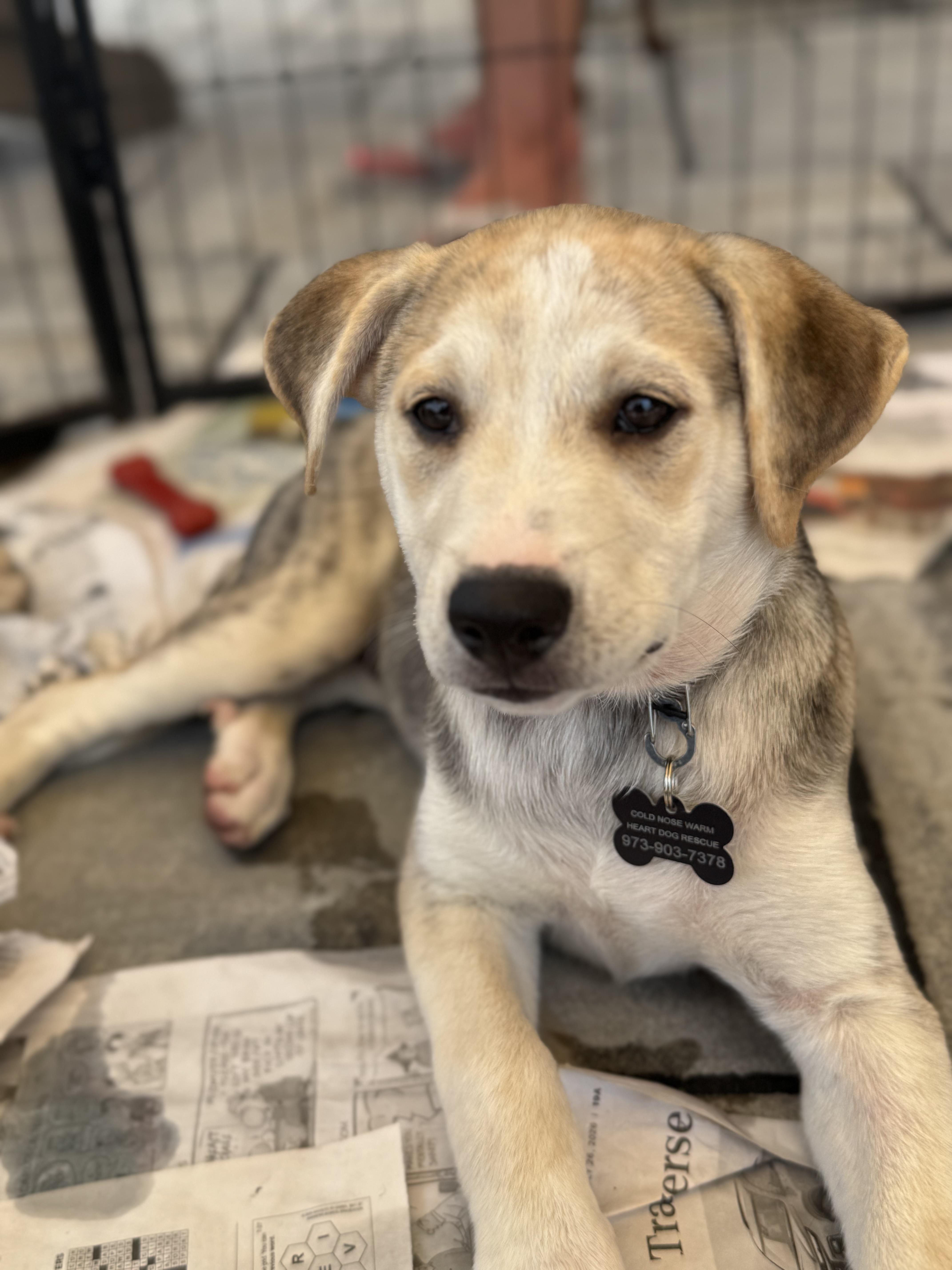 Sofia, a ADOPTABLE mixed breed in Succasunna, NJ image 3/6