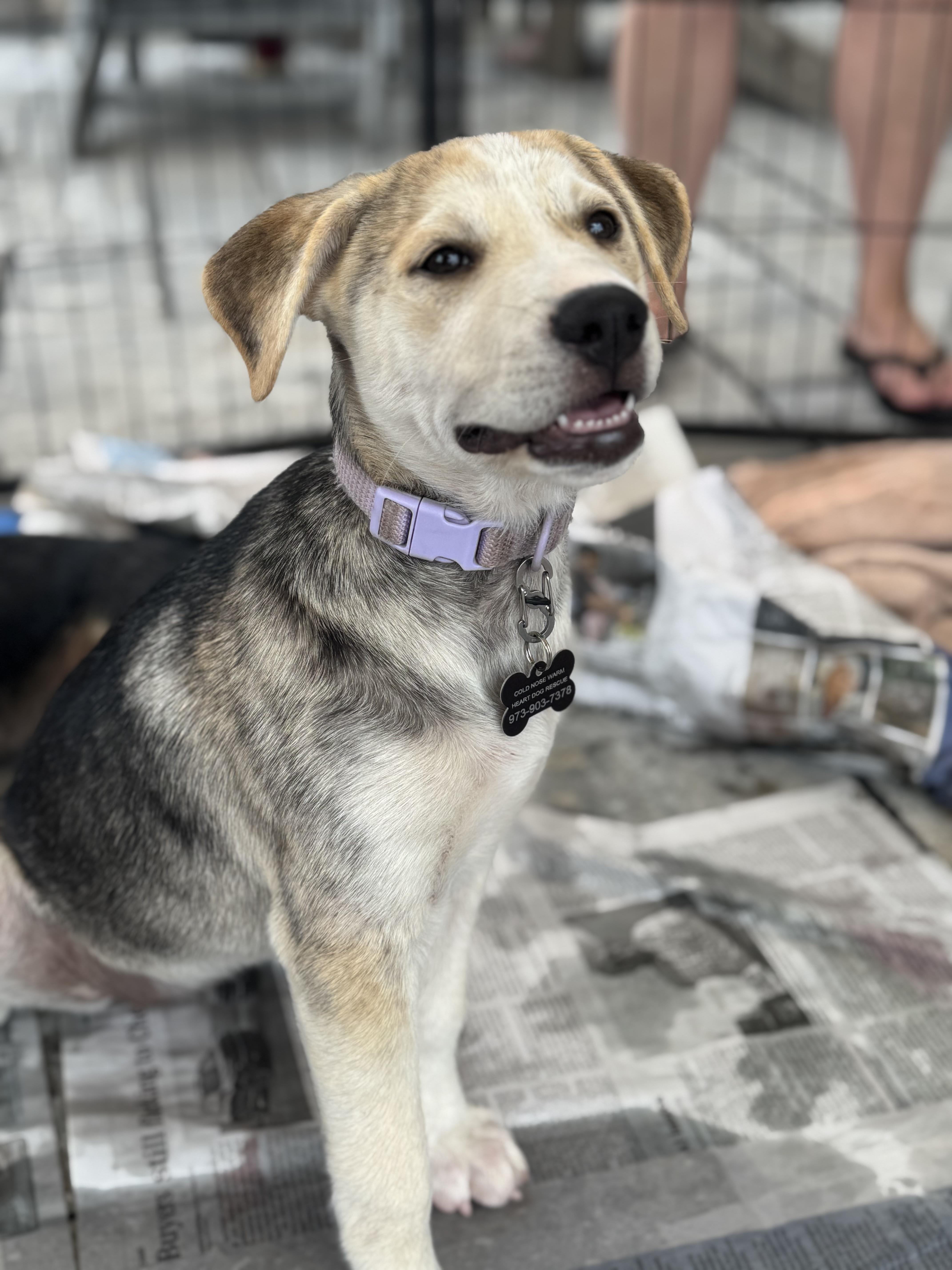 Sofia, a ADOPTABLE mixed breed in Succasunna, NJ image 5/6