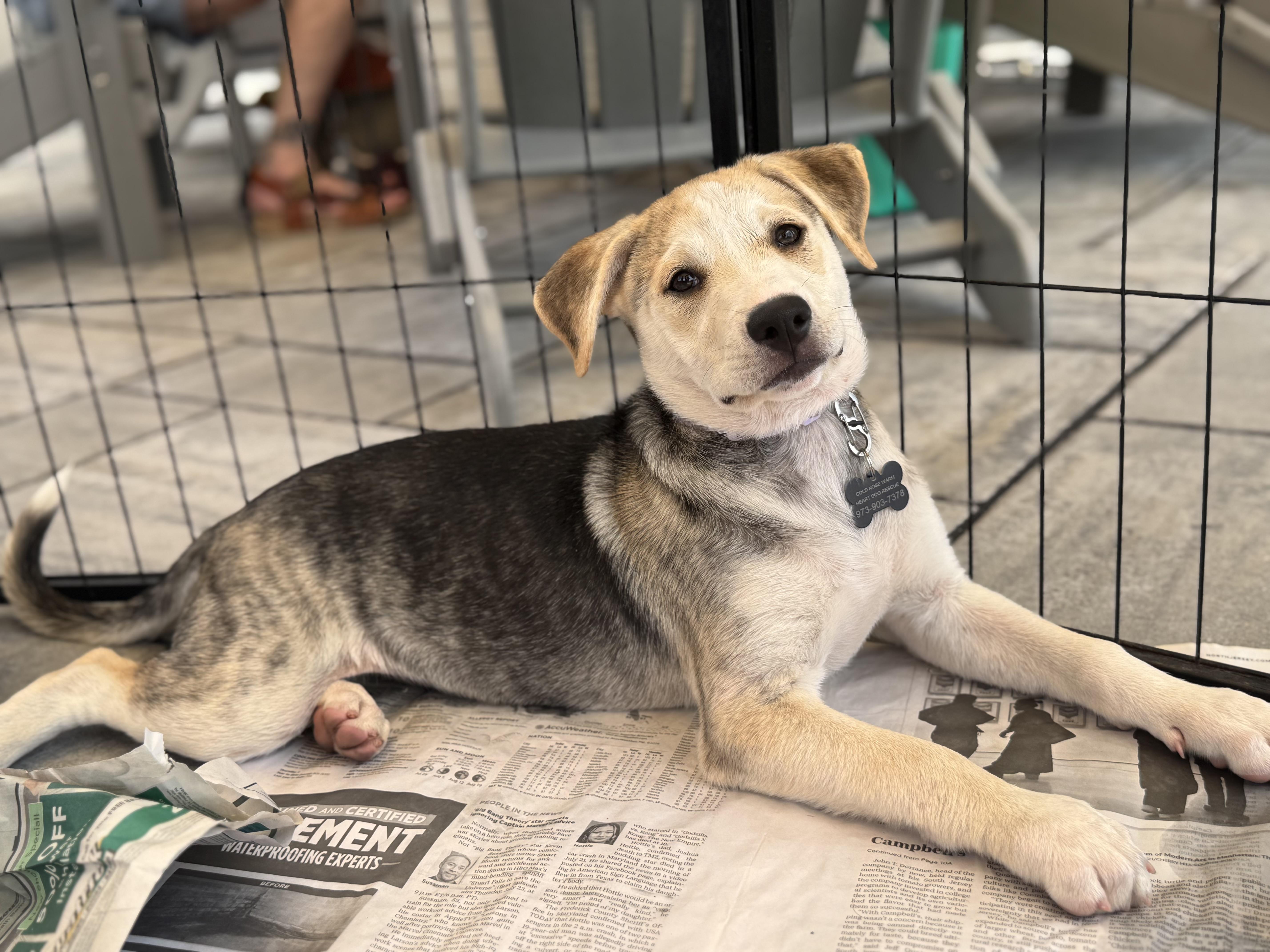 Sofia, a ADOPTABLE mixed breed in Succasunna, NJ image 4/6