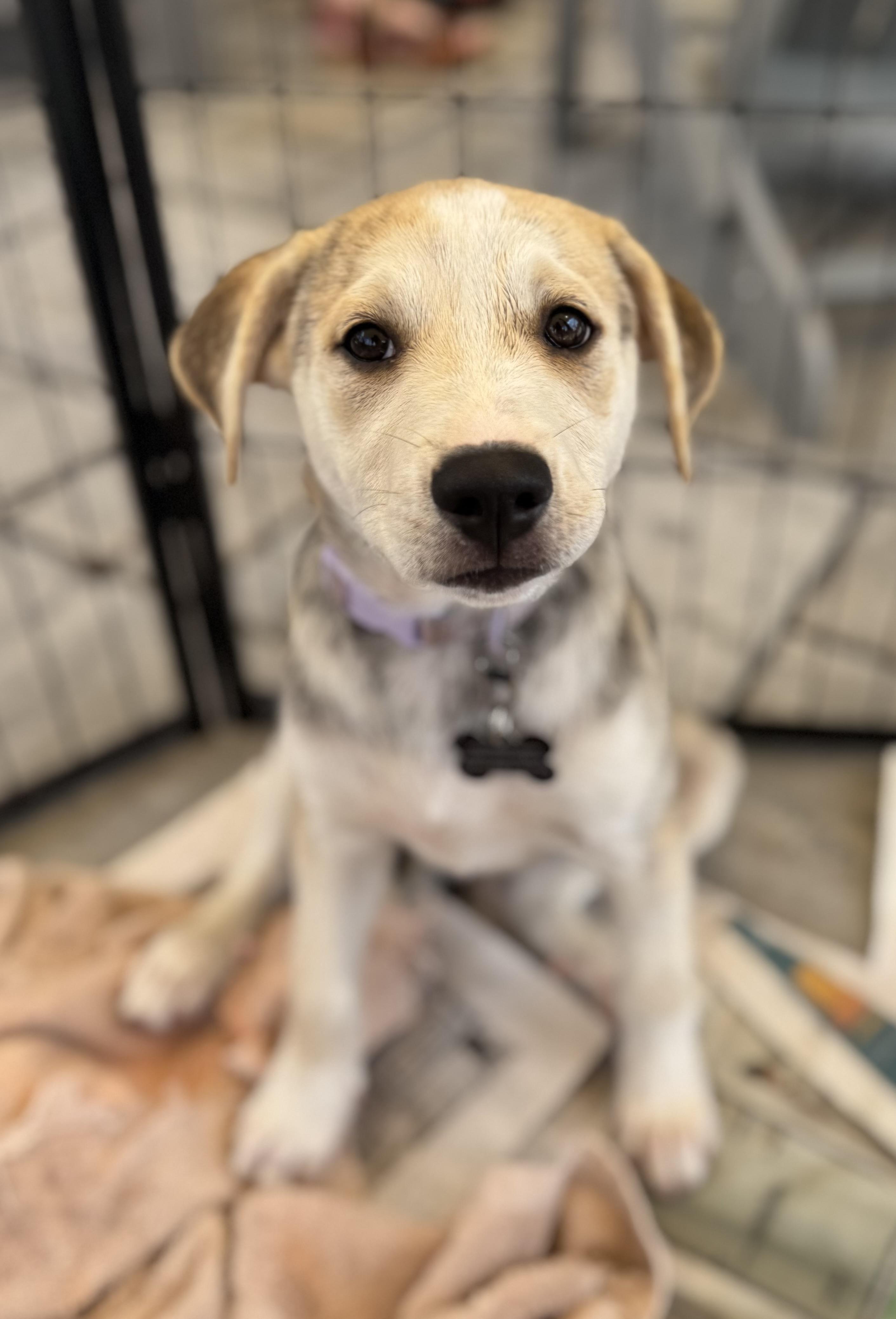 Sofia, ADOPTABLE, Puppy Female Husky.