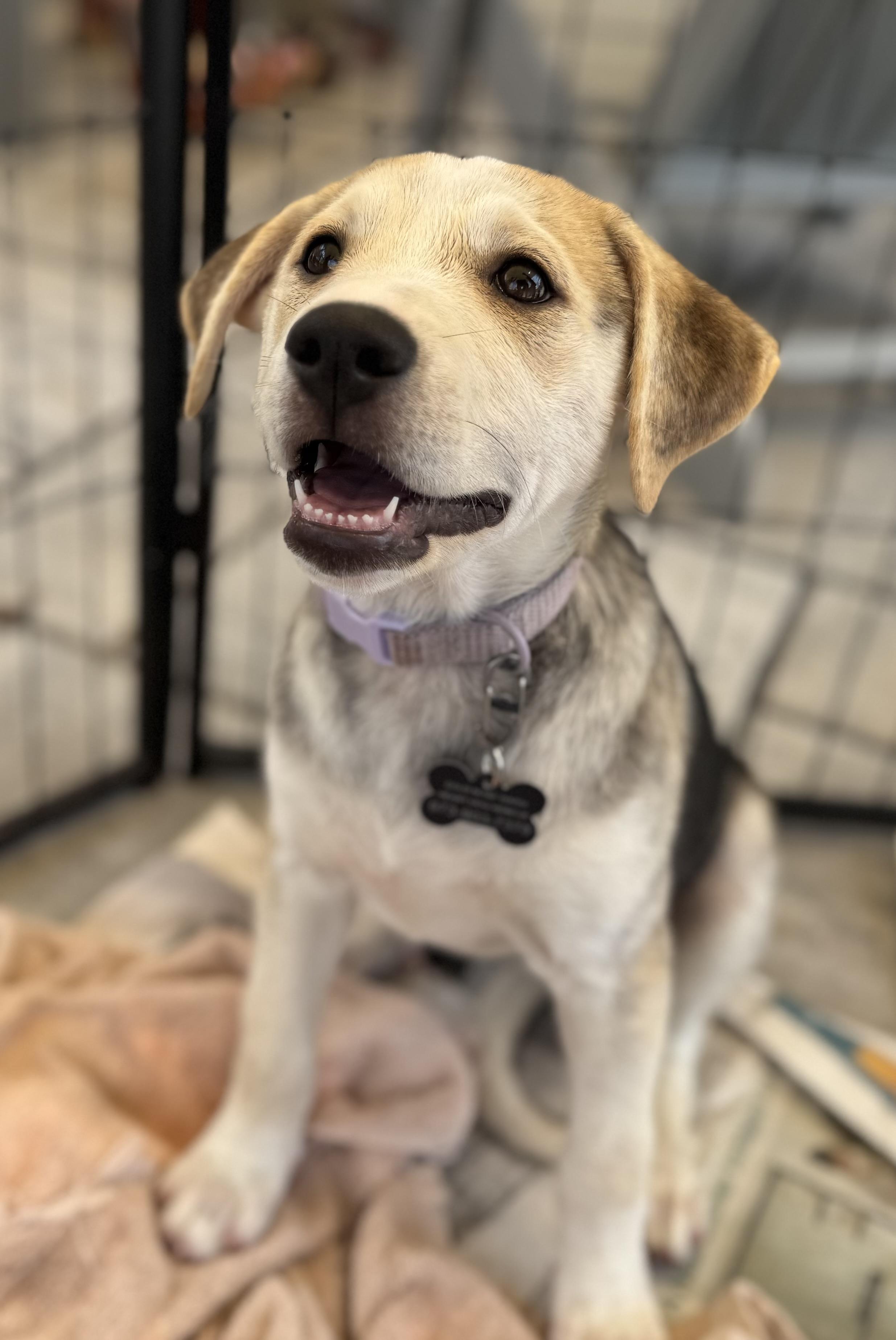 Sofia, a ADOPTABLE mixed breed in Succasunna, NJ image 6/6