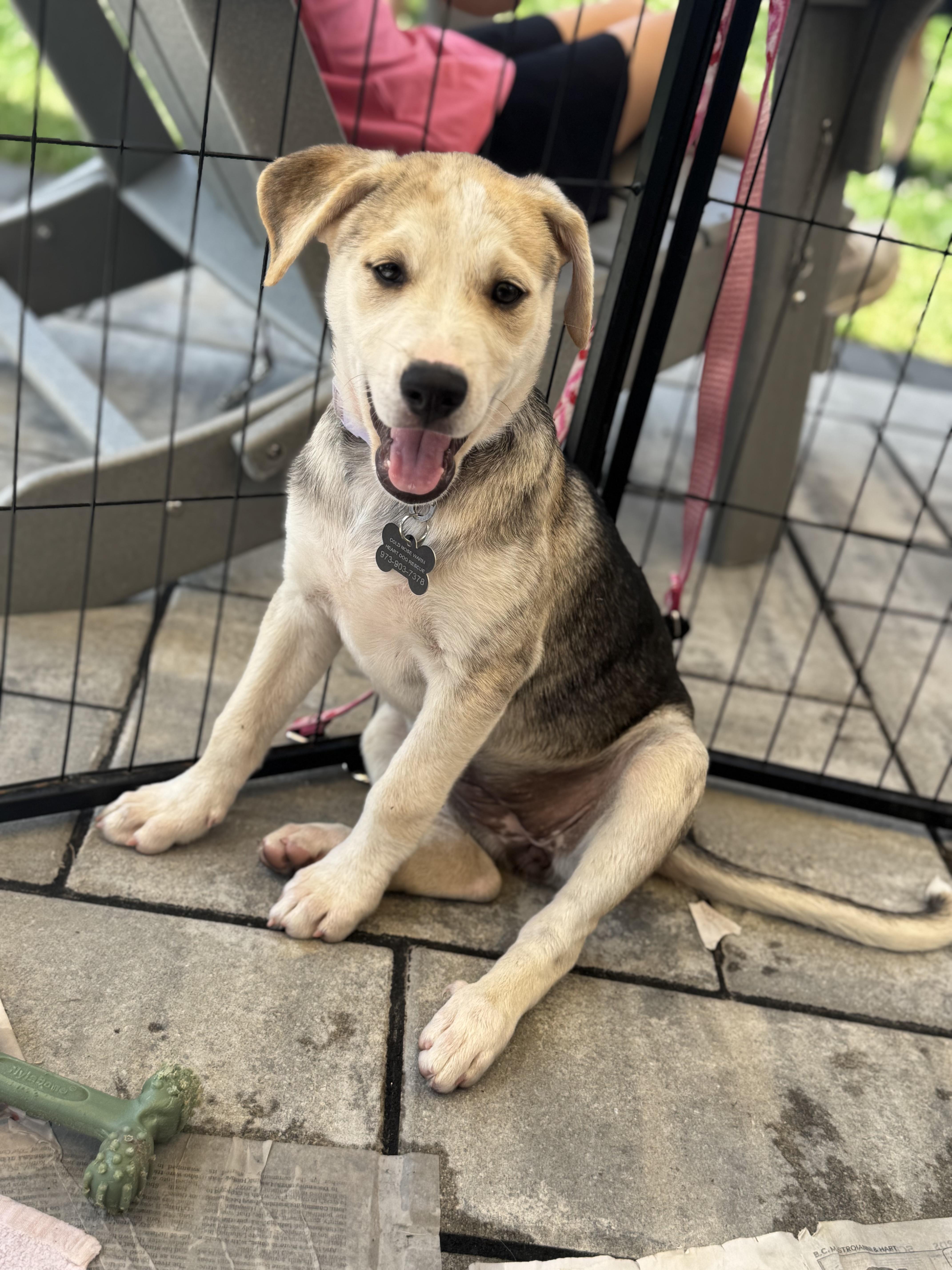Sofia, a ADOPTABLE mixed breed in Succasunna, NJ image 2/6