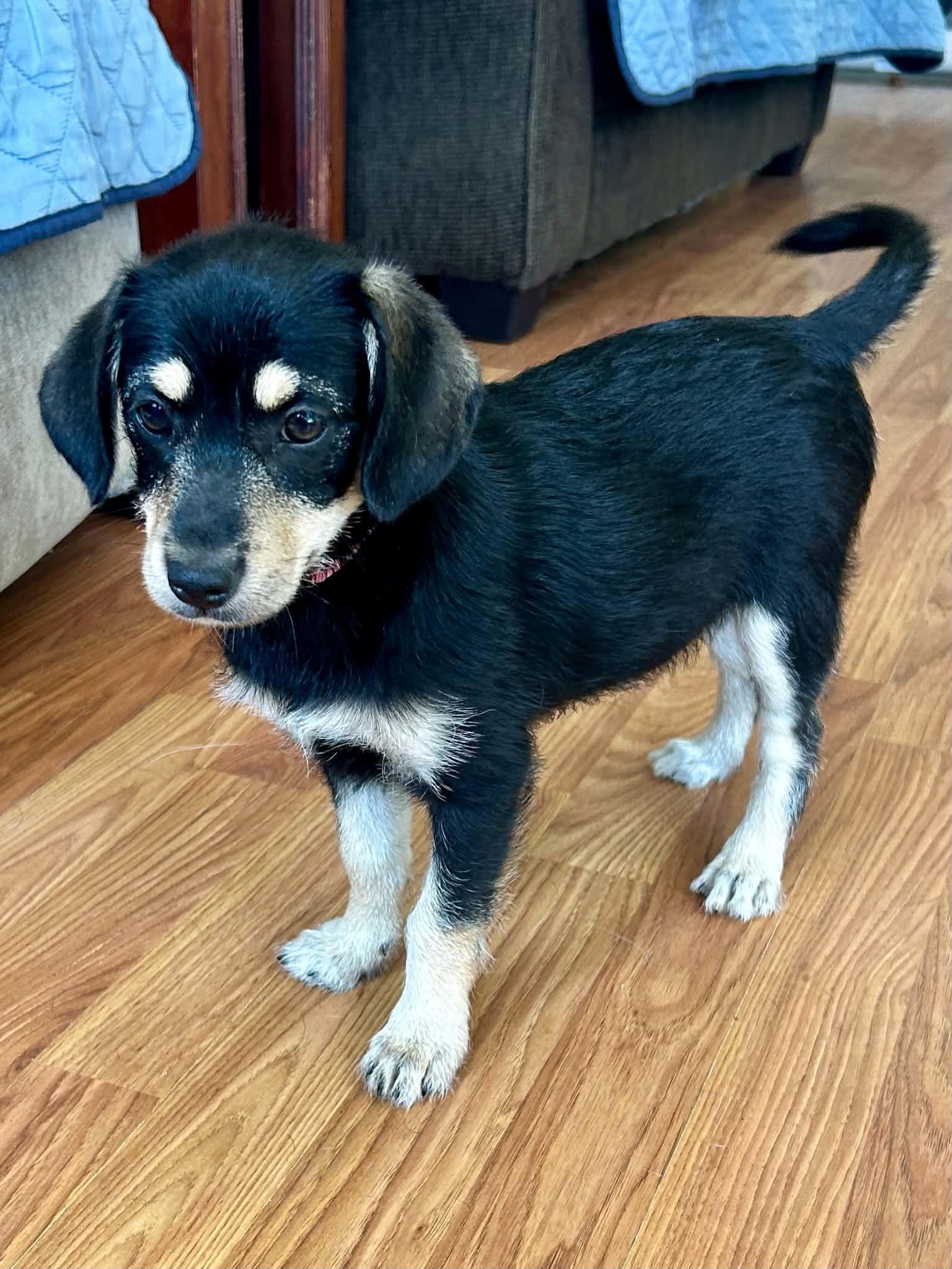 Hannah, adopted, Puppy Female Yorkshire Terrier & Chihuahua.