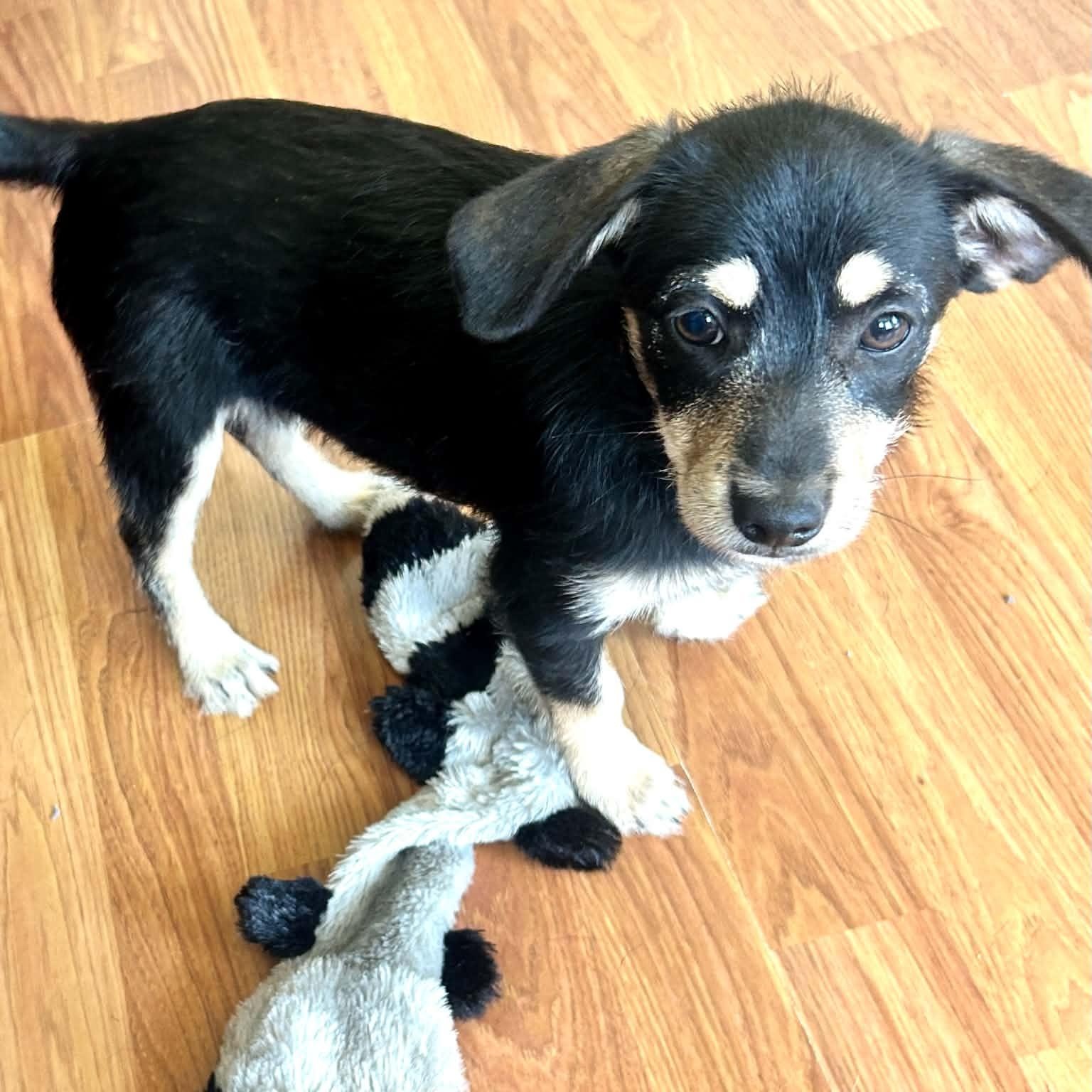 Hannah, an adopted mixed breed in Newington, CT image 4/6