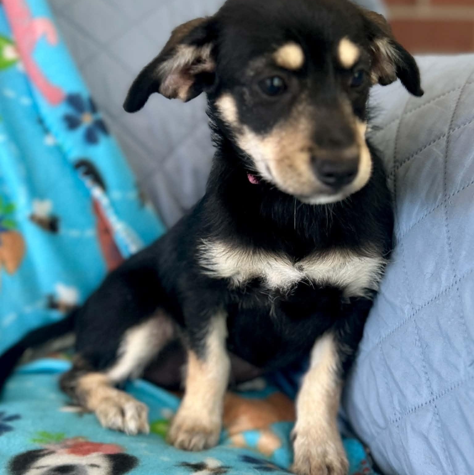 Hannah, an adopted mixed breed in Newington, CT image 5/6