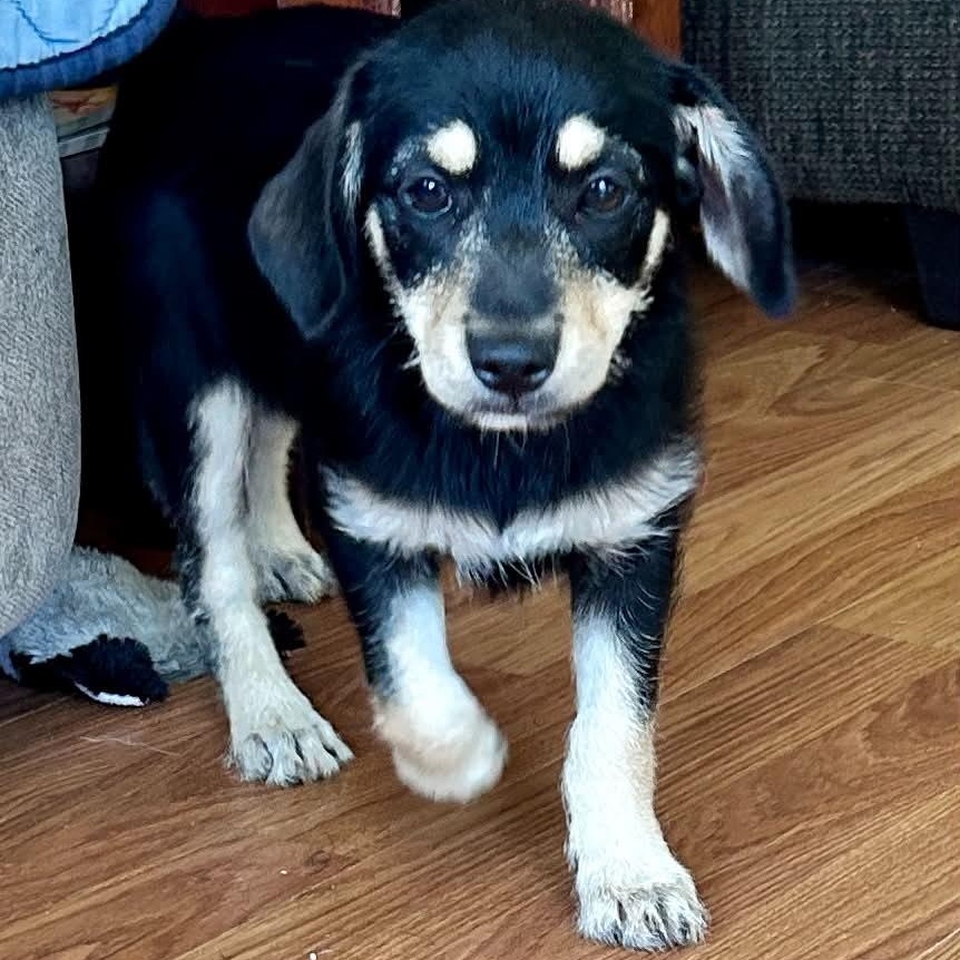 Hannah, an adopted mixed breed in Newington, CT image 2/6