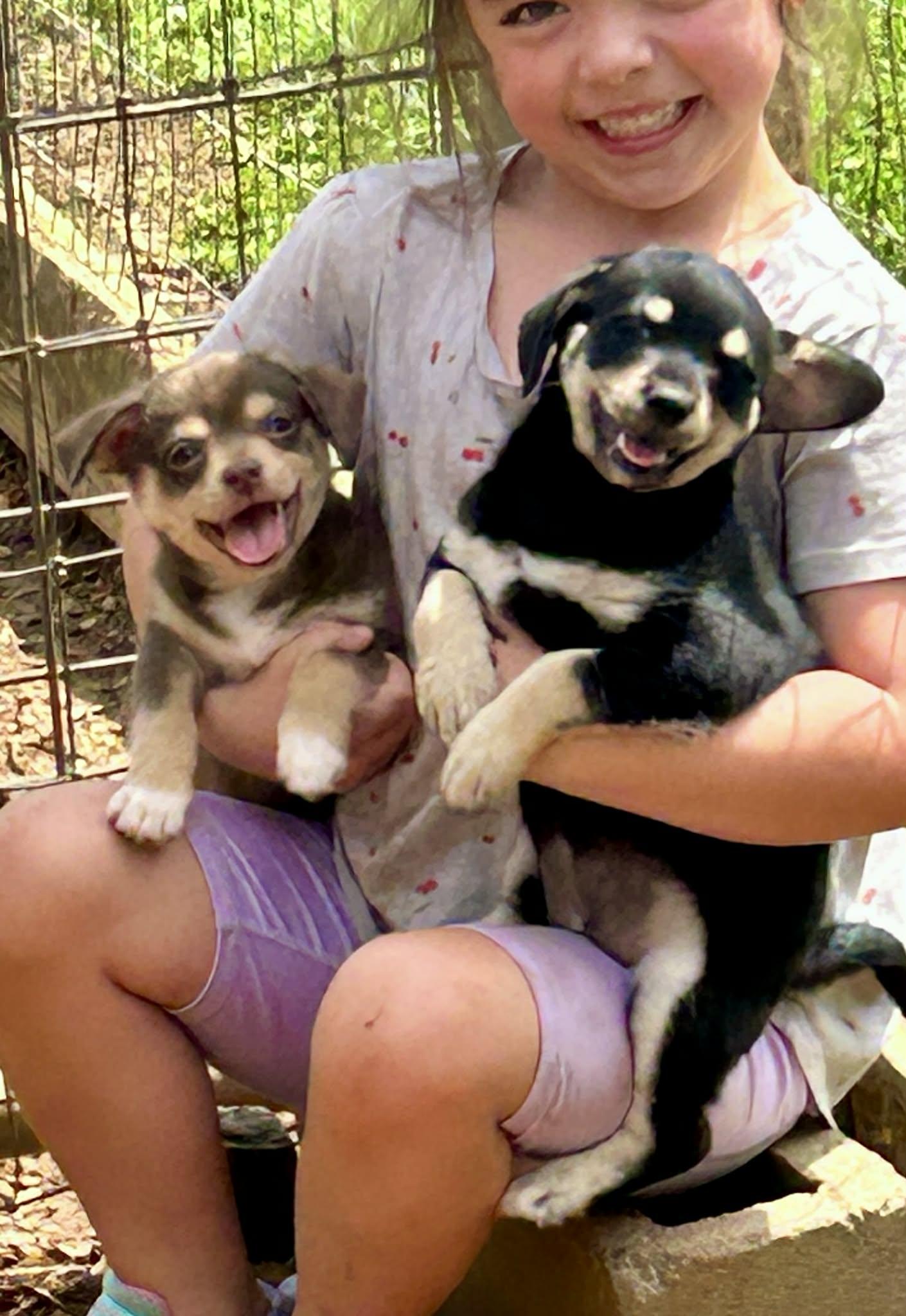 Hannah, an adopted mixed breed in Newington, CT image 6/6