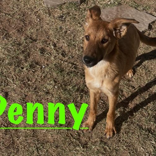 Penny, Adoptable, Young Female Mixed Breed & Cattle Dog.