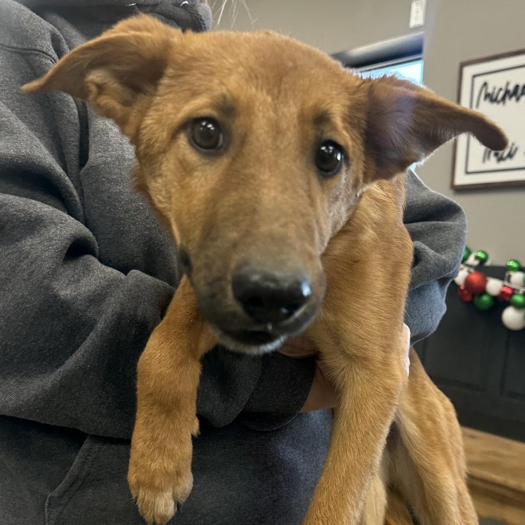 Penny, Adoptable, Young Female Mixed Breed & Cattle Dog.