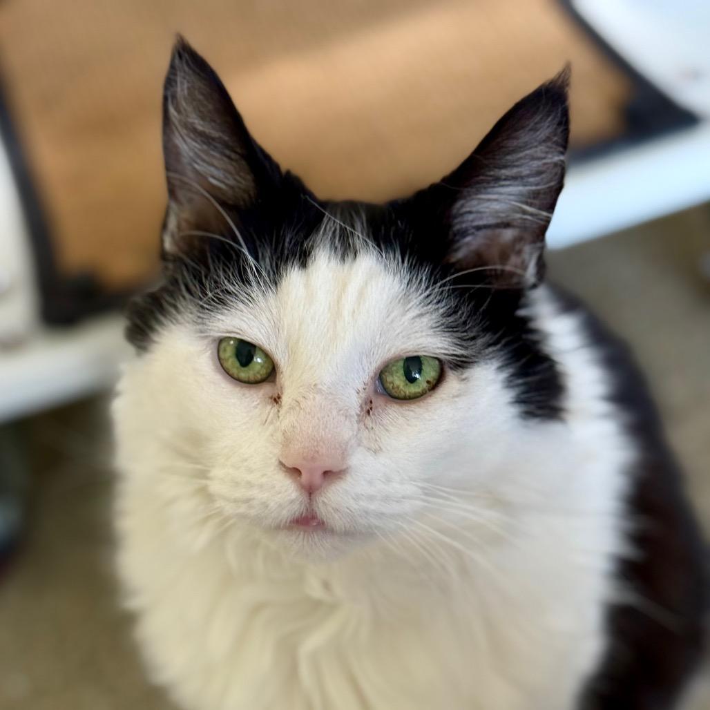 Maximus, Adoptable, Senior Male Domestic Long Hair.