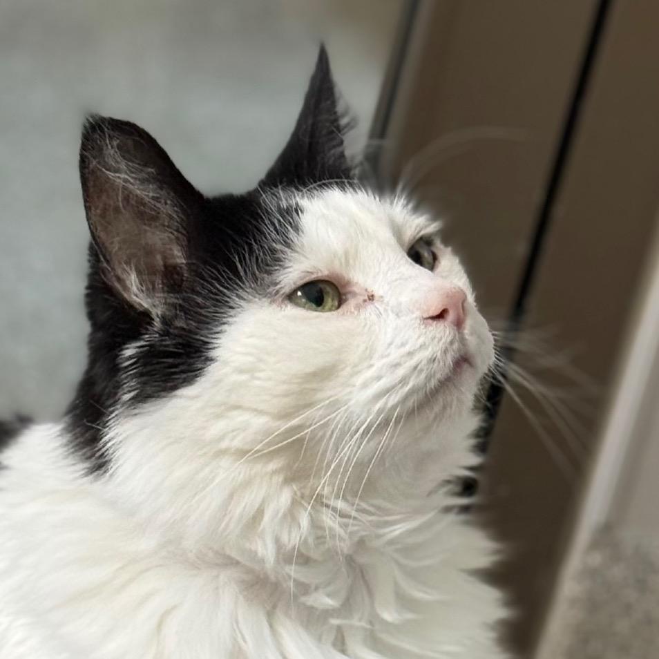 Maximus, a Adoptable Domestic Long Hair in Chicago, IL image 2/6
